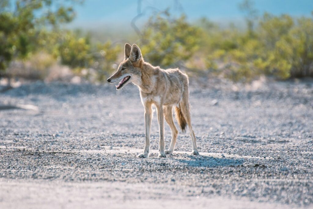 Shallow focus photography of short-coated brown dog.