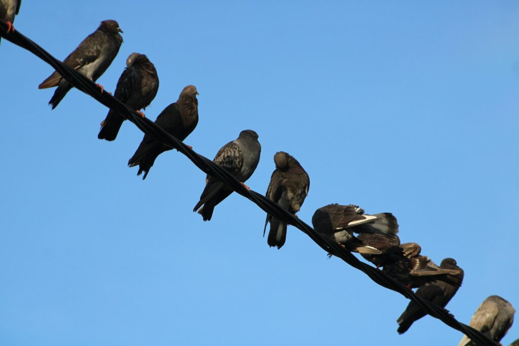 A flock of birds sitting on top of a power line.