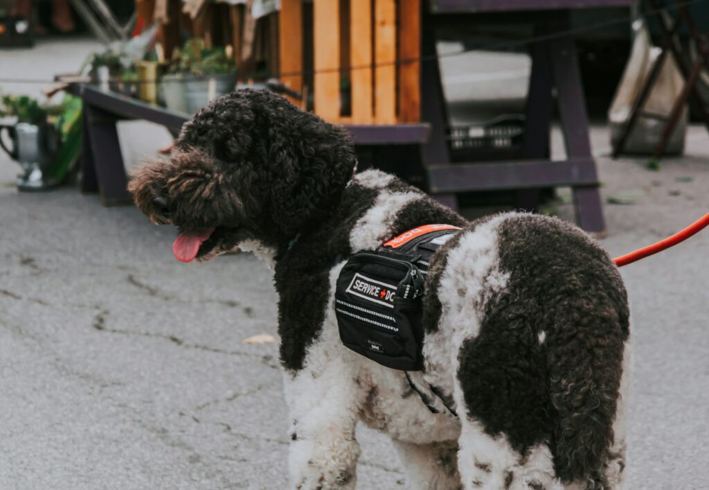 Black and white curly coated small dog with black and white strap.