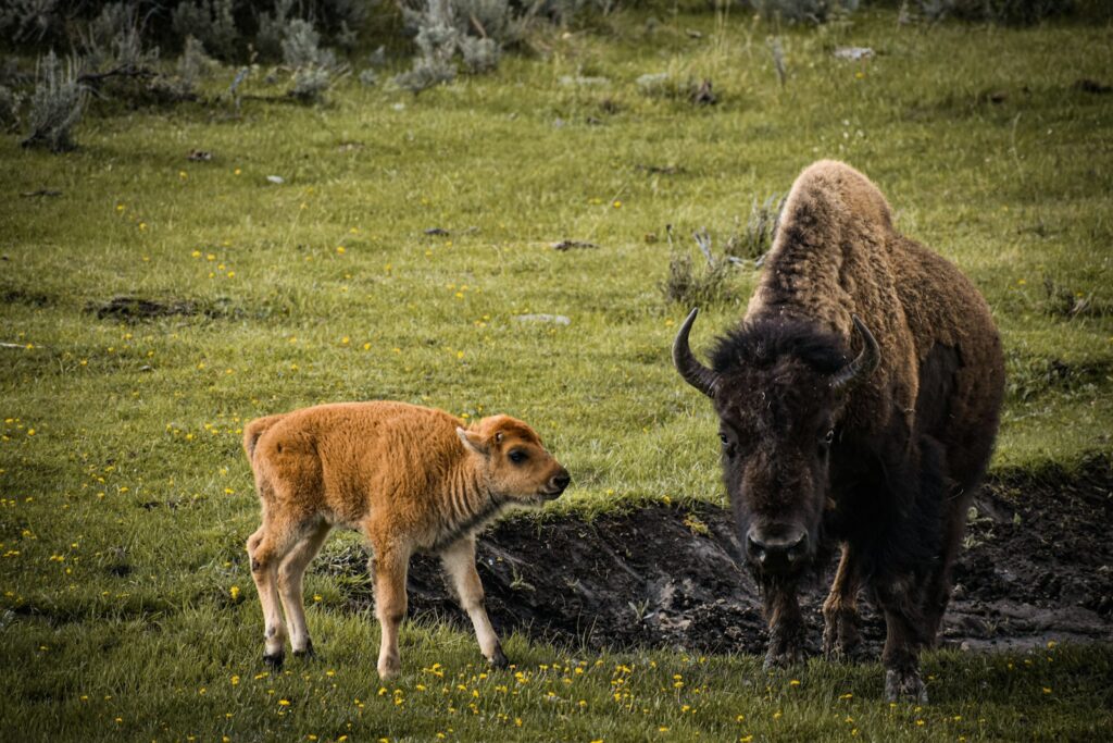 a bison and a calf standing in a field