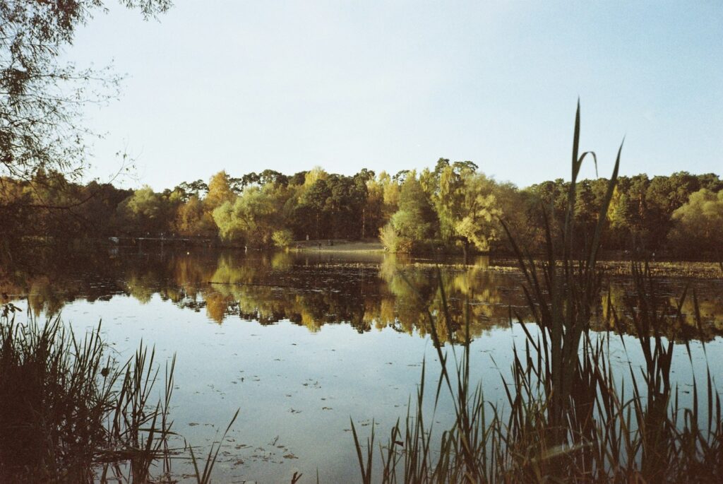 a lake surrounded by tall grass and trees