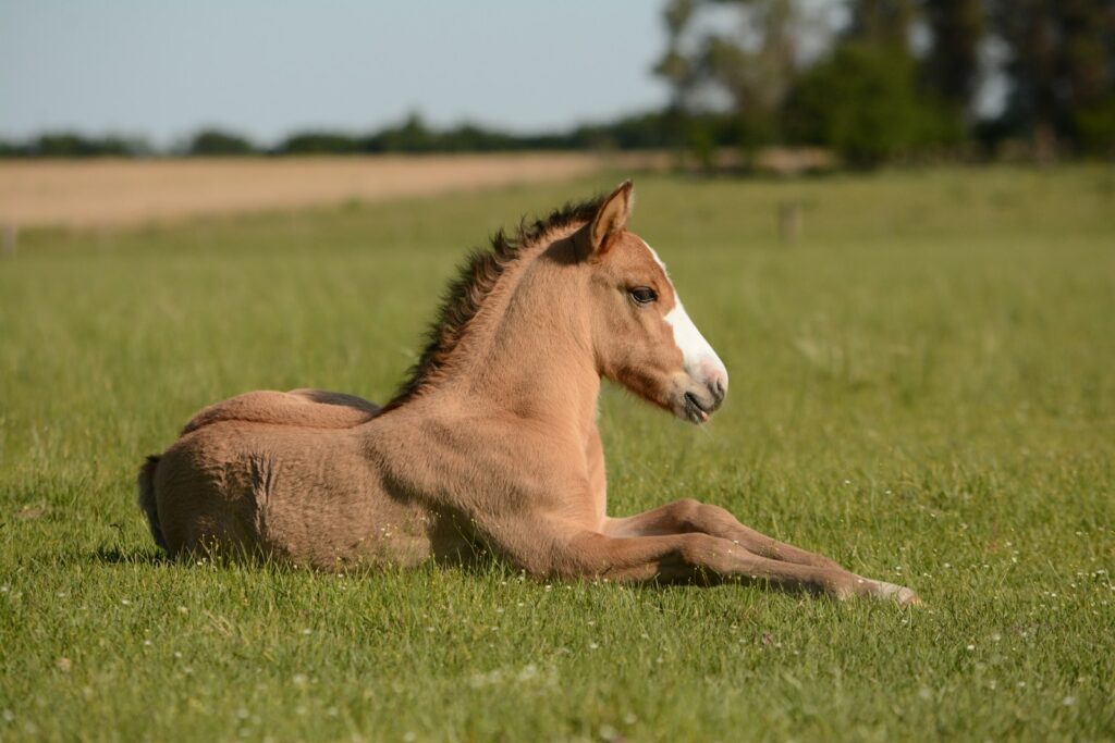 Horse in grass.