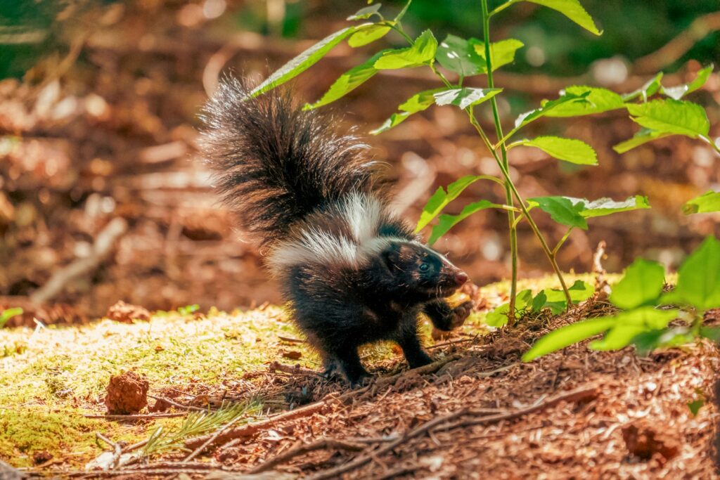 a small black and white animal walking through a forest