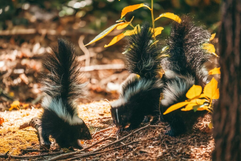 a couple of skunks that are standing in the dirt