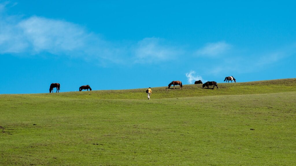 a herd of horses grazing on a lush green hillside