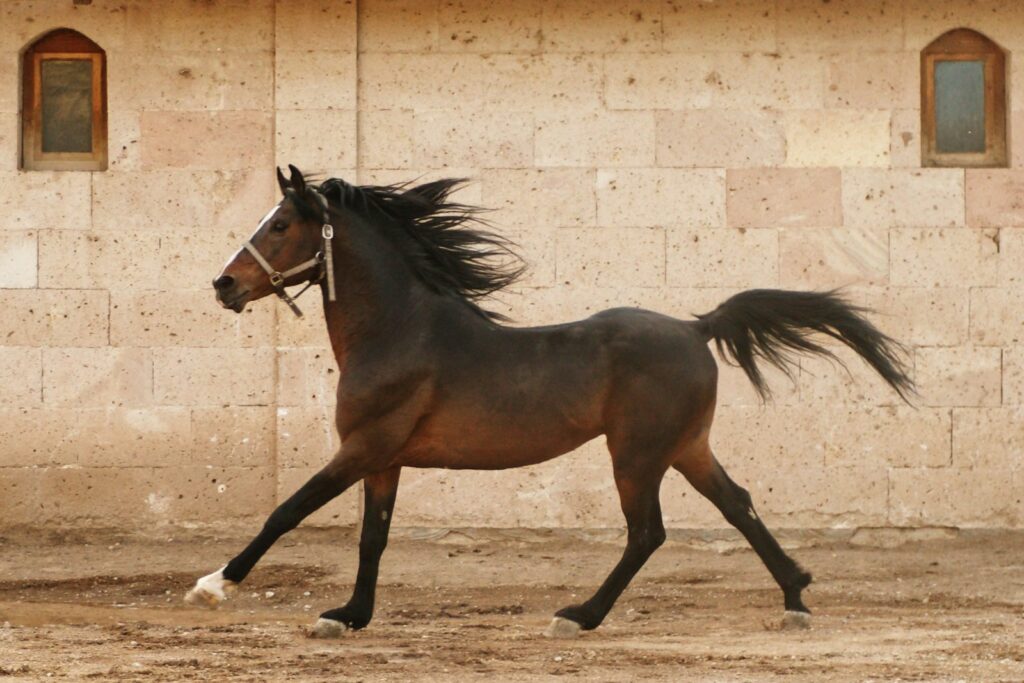 Brown horse.