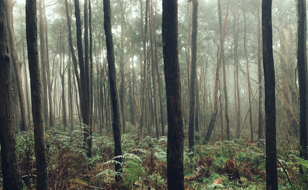 Green-leaved trees.