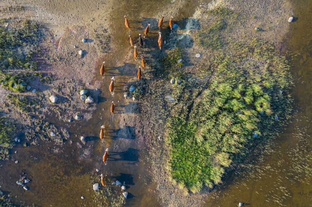an aerial view of a herd of wild animals