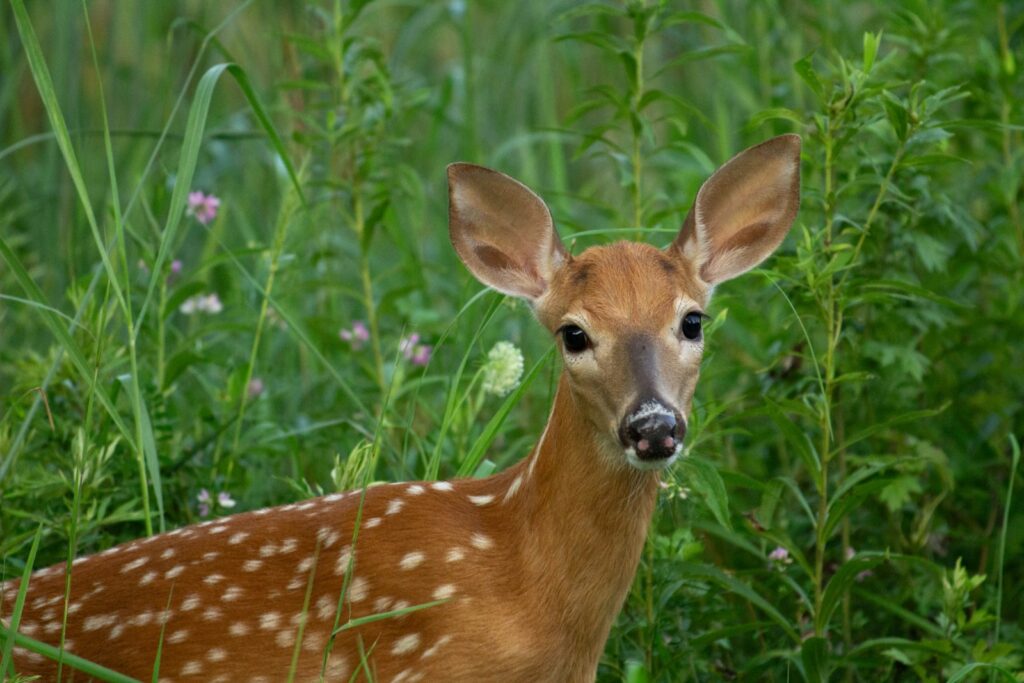 a young deer standing in a field of tall grass