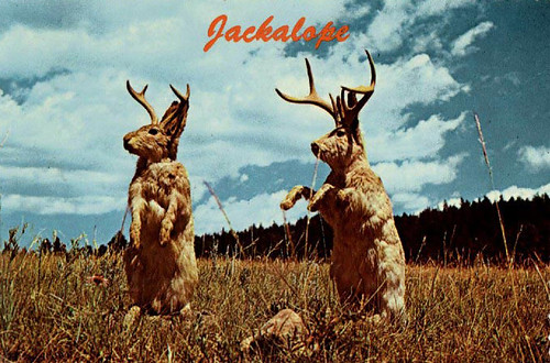 Jackalope Postcard