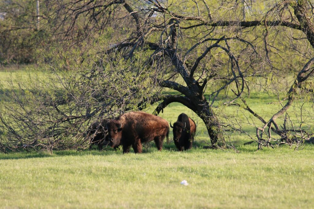 a couple of animals that are standing in the grass
