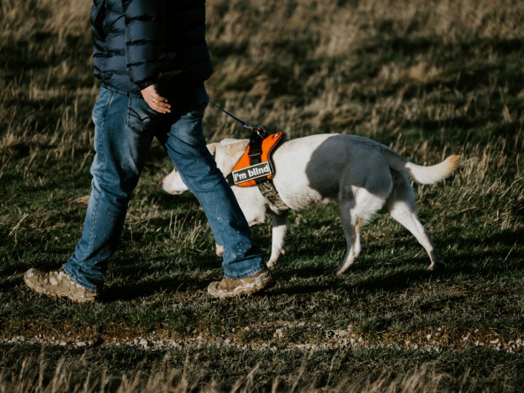 Man in black jacket and blue denim jeans walking with white and black short coated dog.