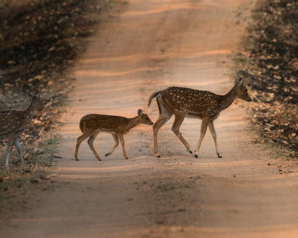 two brown deer on road