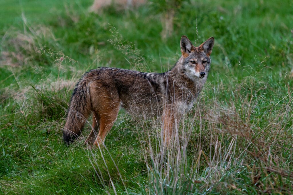 Animal standing on grass during day.