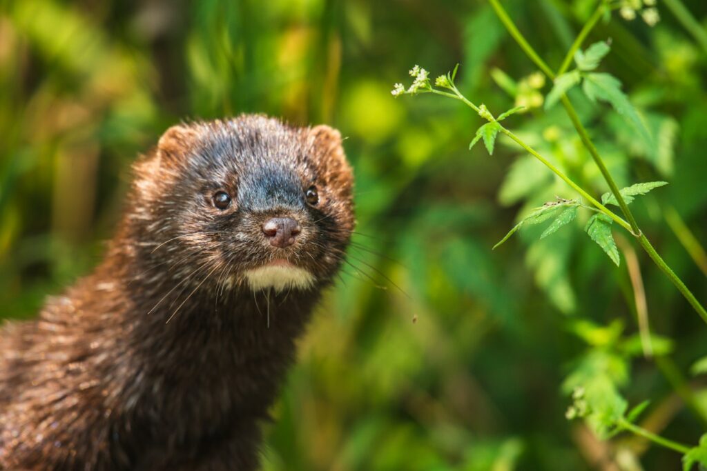 Black and brown squirrel on green grass during daytime.