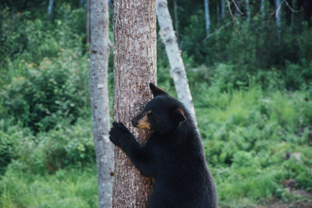Black bear on brown tree trunk during daytime.