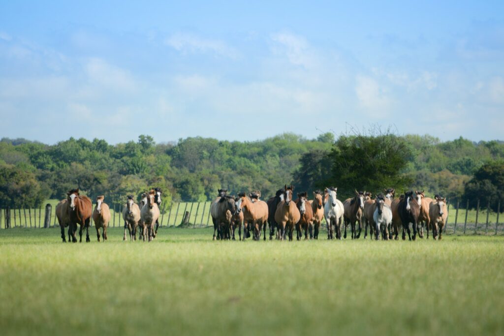 Horses standing on grass field at daytime.