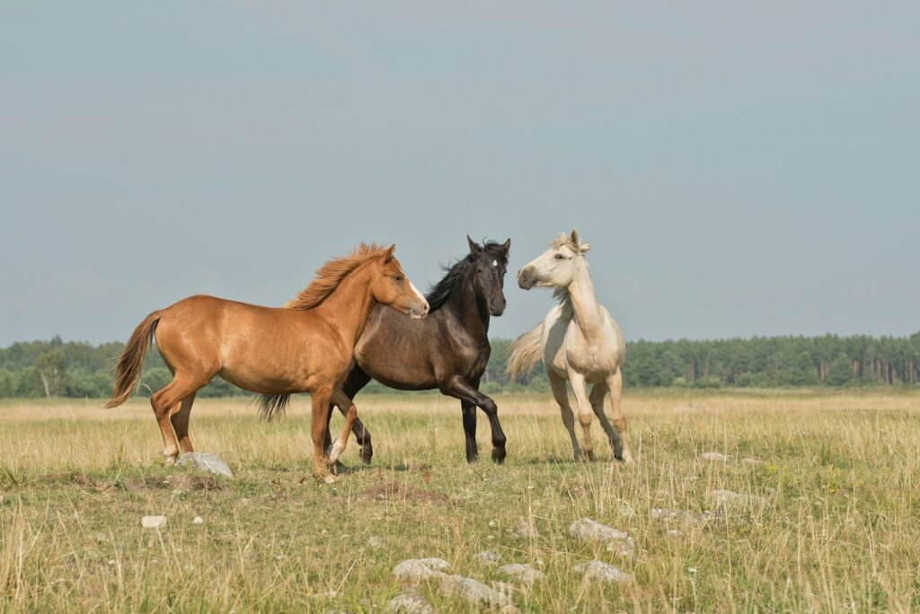 Three horses on green ground.