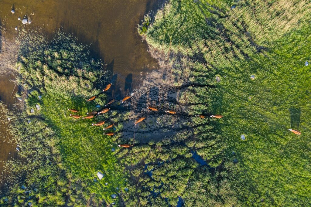 an aerial view of a herd of cattle grazing in a field