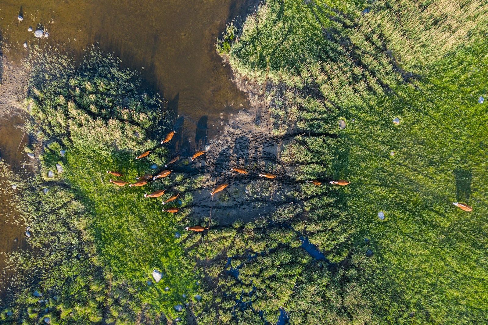 an aerial view of a herd of cattle grazing in a field