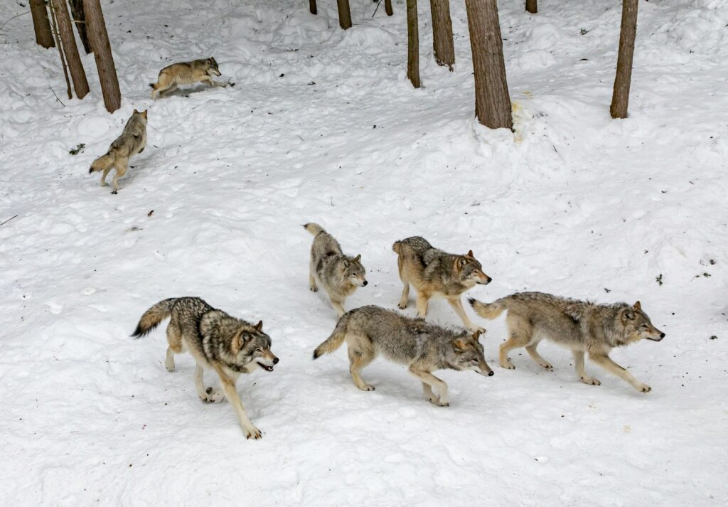 Seven pack of wolves on forest snow.