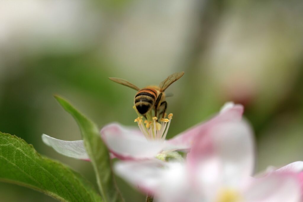 A bee sitting on top of a pink flower