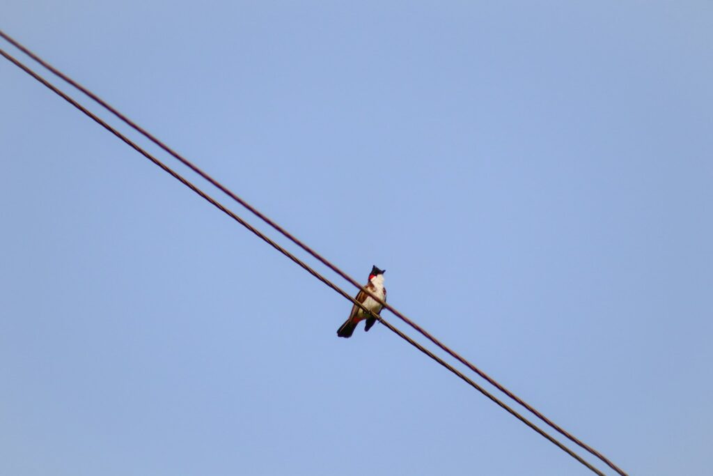 a small bird sitting on top of a power line