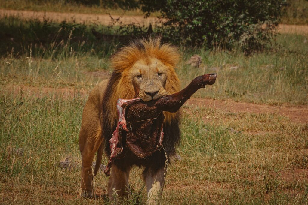 A lion holding a dead animal in its mouth