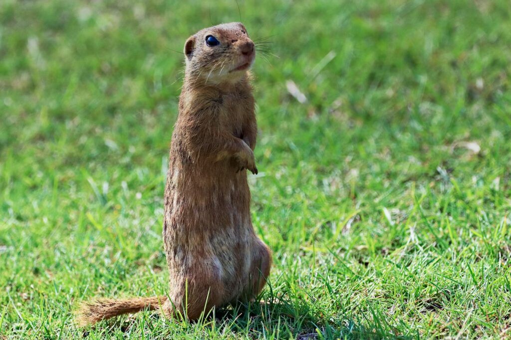 Brown rodent on green grass during daytime.