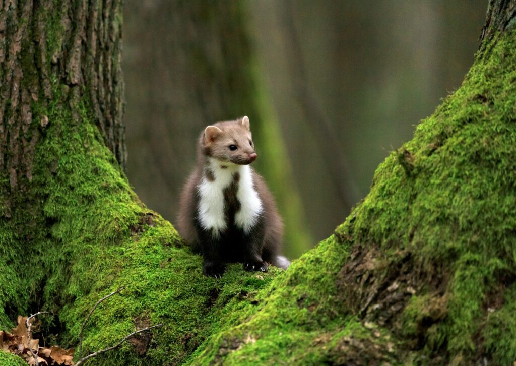 White and brown long-fur animal.