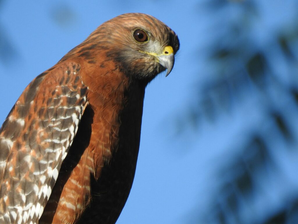 A red-shouldered hawk looks off into the distance.