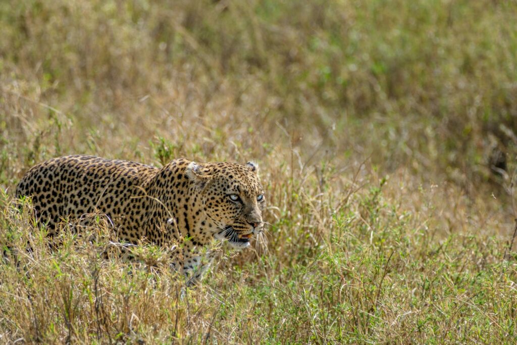 a leopard walking through a field of tall grass