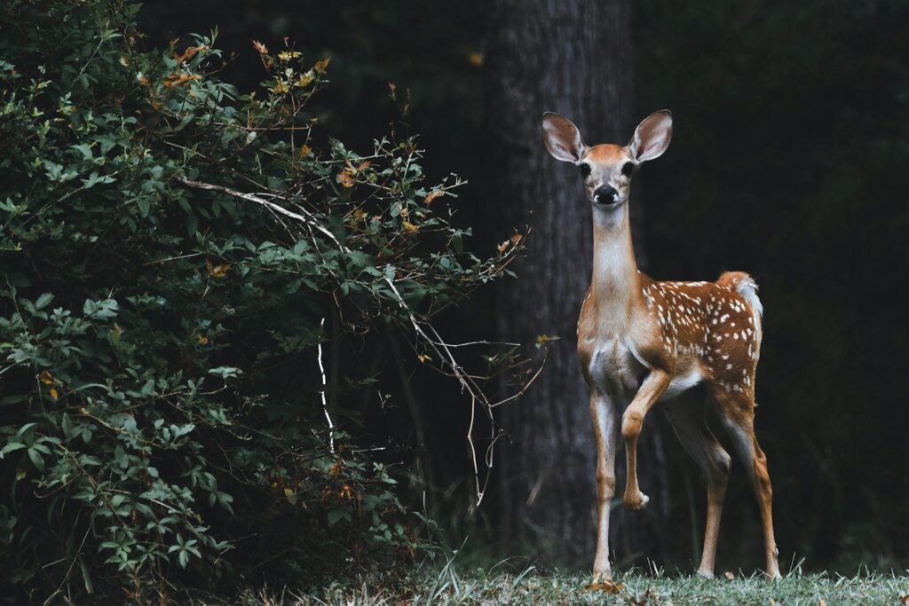 Brown deer beside plants.