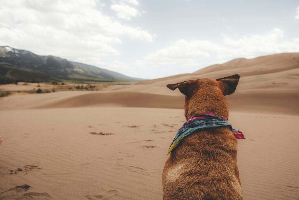 a dog sitting on top of a sandy beach