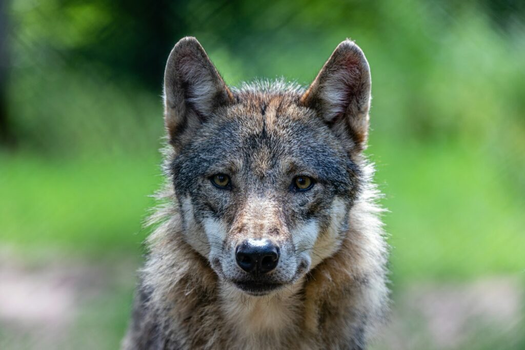 Brown and black wolf on green grass during daytime.