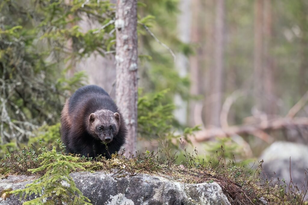 brown and black animal on gray rock during daytime