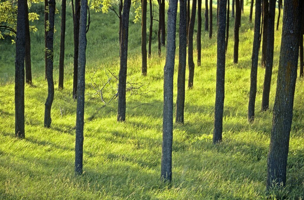 a group of trees that are standing in the grass