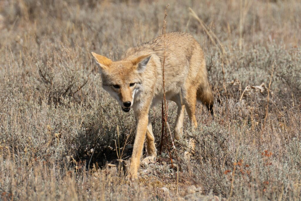 A baby wolf walking through a dry grass field