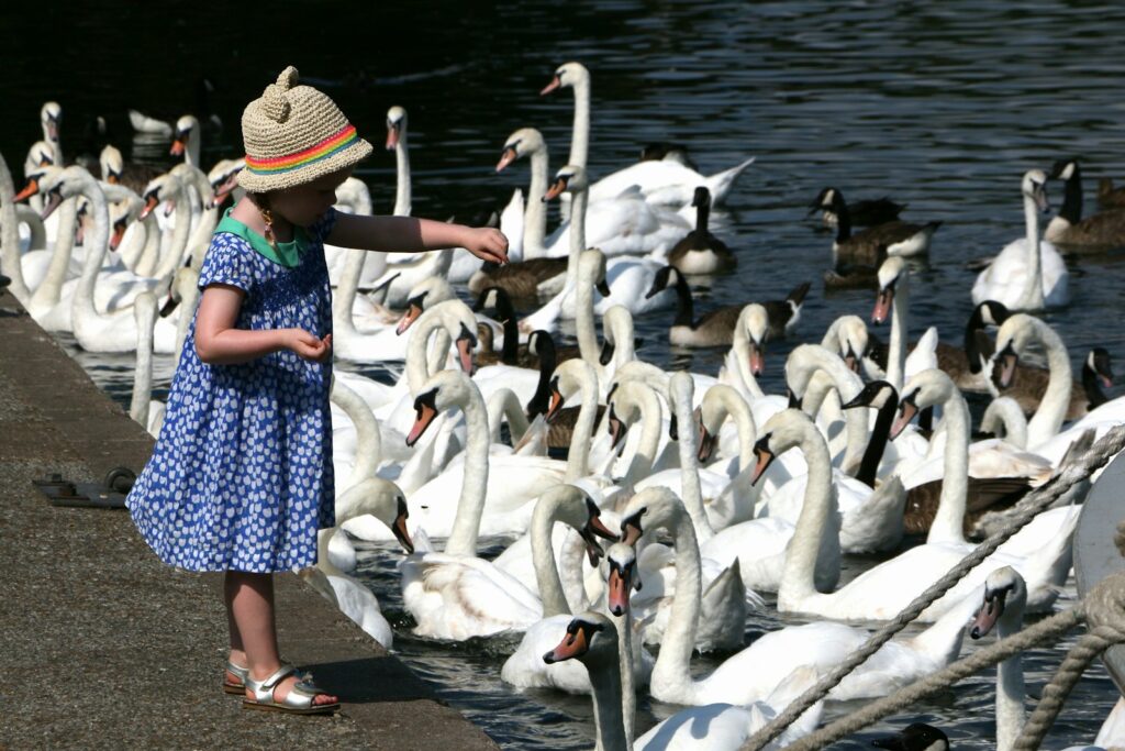 Girl feeding flock of swan and geese on body of water during daytime.