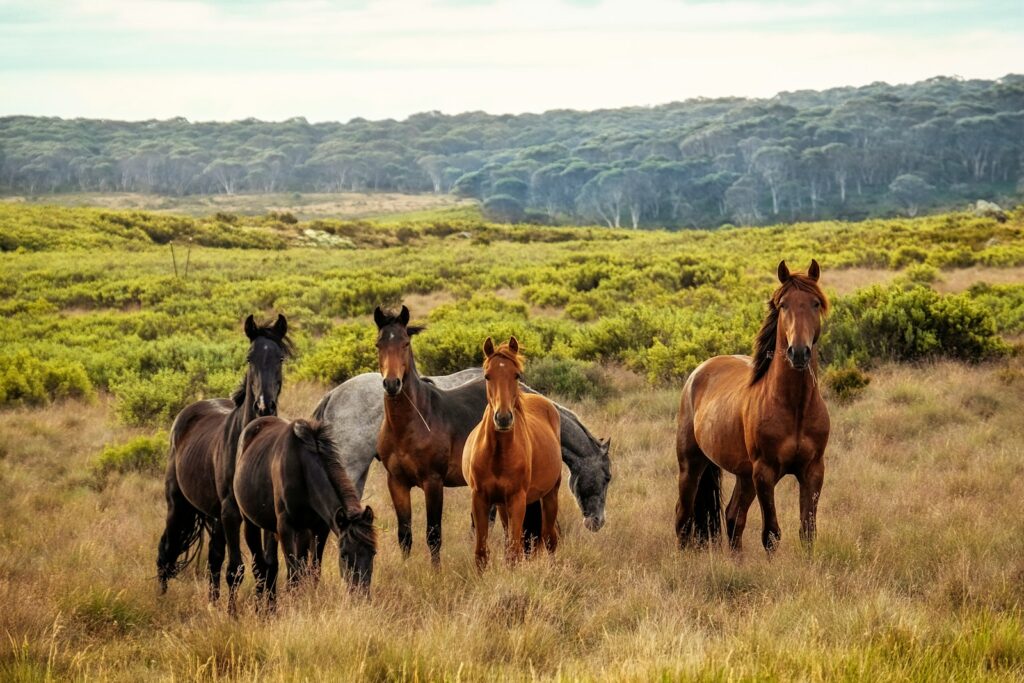 A herd of horses standing on top of a grass covered field.