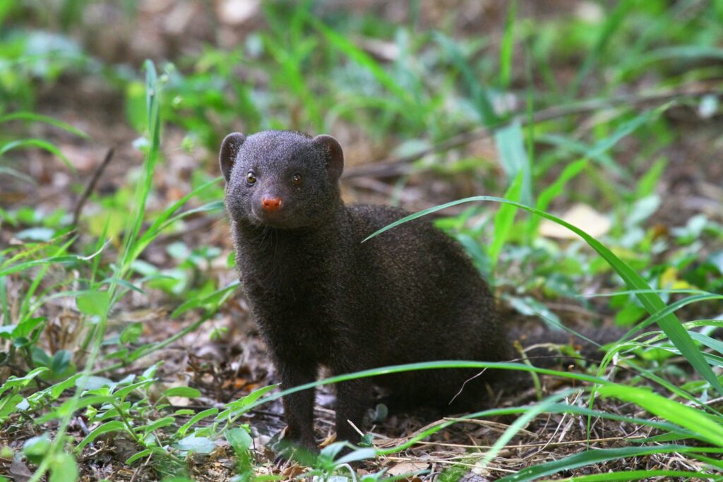 A small black animal sitting in the grass.