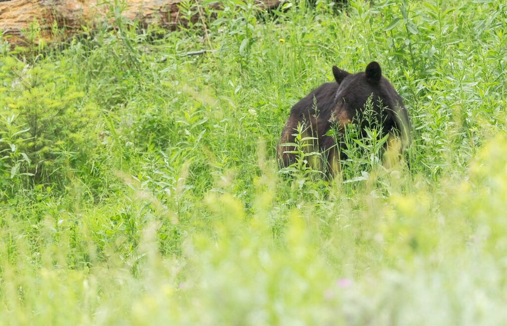 Brown sun bear on green field during daytime.