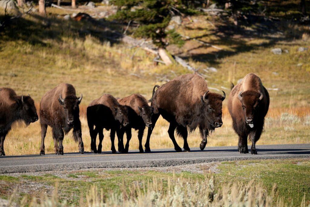 A herd of bison walking down a road