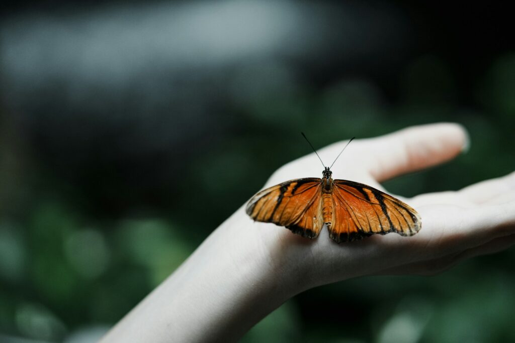 A close up of a person's hand holding a butterfly.