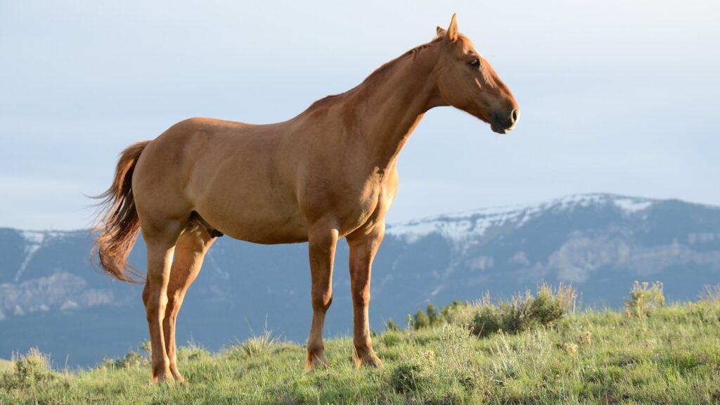 Brown horse on green grass hill.