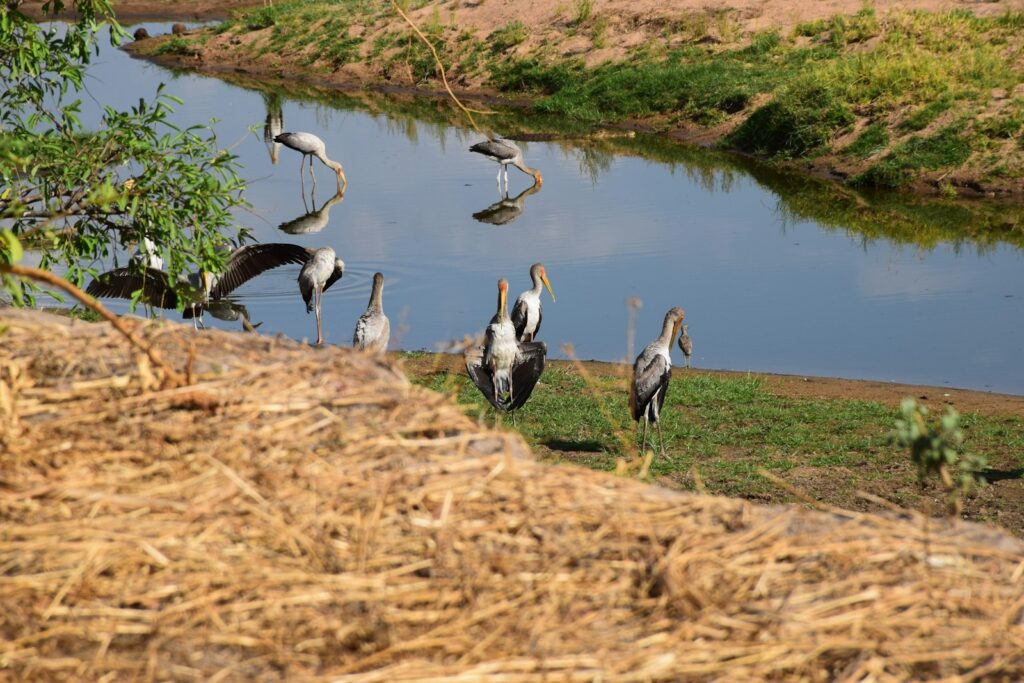 birds on brown grass field during daytime
