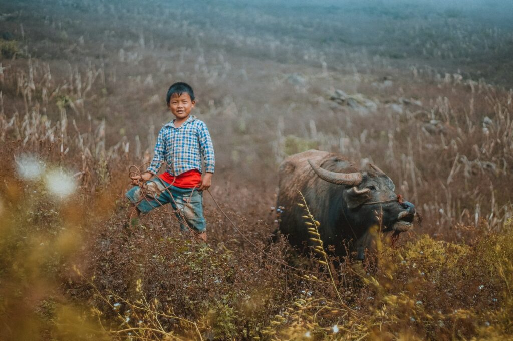 Boy standing on brown grass field near black water buffalo.