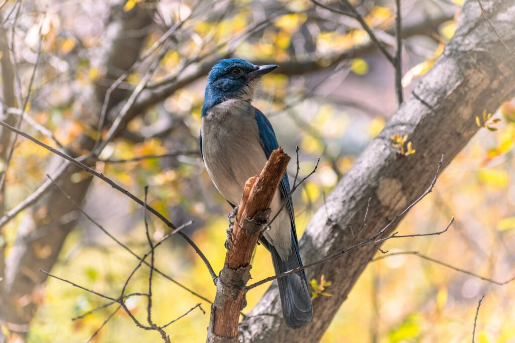 A beautiful blue bird perches on a tree branch.