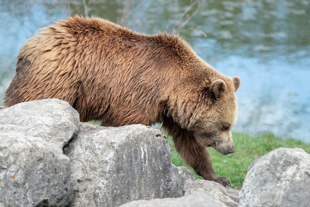 Brown bear on gray rock.