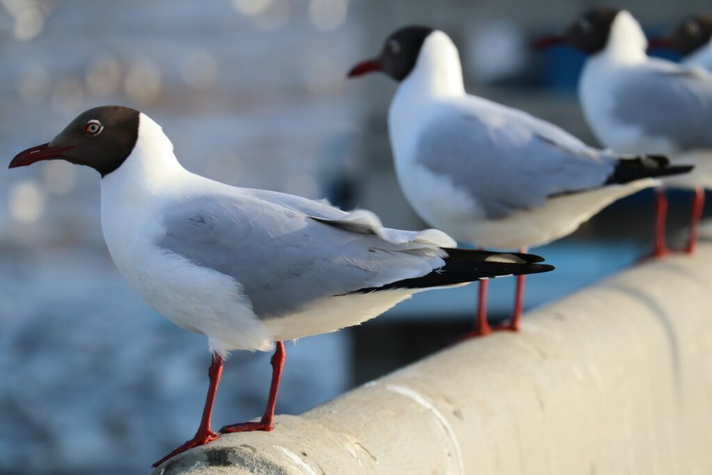 A group of Arctic terns sitting on top of a metal rail.